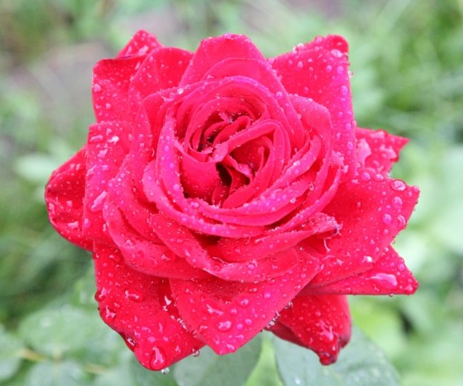 роза от эксперта